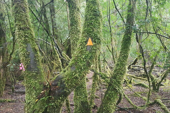 2 Day Cradle Mountain Tour / Hobart return / Inc. Accommodation - Dove Lake Circuit vs. Marion’s Lookout: Pick Your Effort Level
