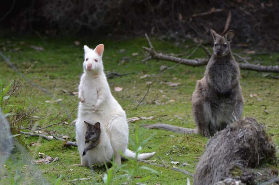 2 Days of Tasmania's Best - Included vs. not included: what the $215 price really covers