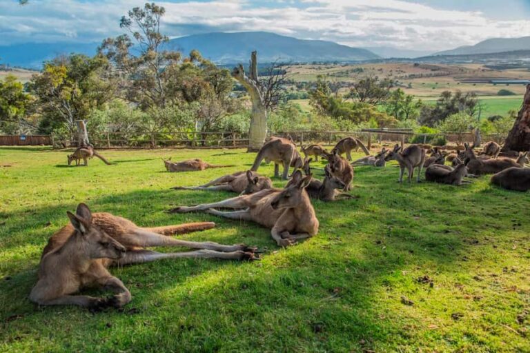 2 Days of Tasmania's Best - Bonorong Wildlife Sanctuary: see Tassie devils, kangaroos, and koalas