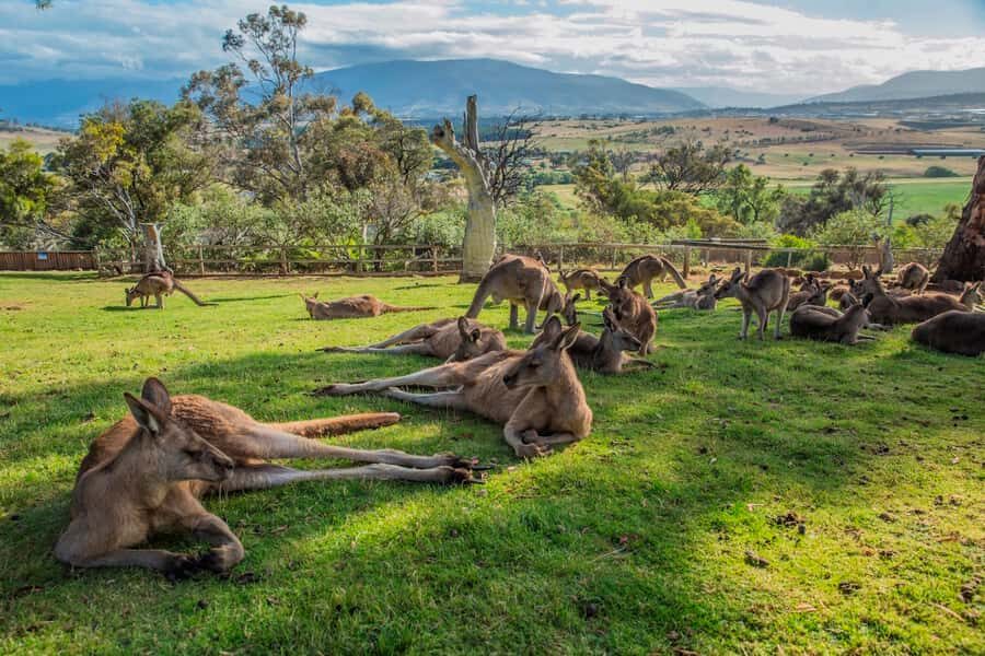 3D Tasmanian Highlights: Hobart, Port Arthur & Bruny Island - Who should book this 3-day Tassie highlights tour