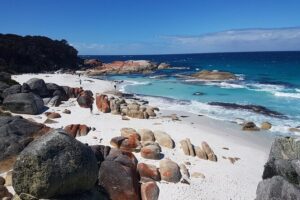 4 Day Wild Tasmania Tour / Wildlife, Nature, Hiking / Inc. Accom - Day 1: Russell Falls, Franklin River, and the Queenstown detour