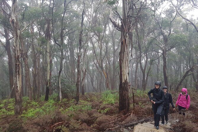 4 Day Wild Tasmania Tour / Wildlife, Nature, Hiking / Inc. Accom - Wildlife spotting: what you can realistically expect (and how to maximize it)
