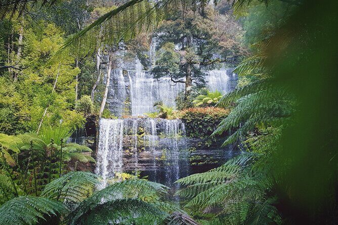 6-Days Discovery Tour of Tasmania - Comfort Style - Gordon River Cruise day: Strahan to UNESCO rainforest on the water