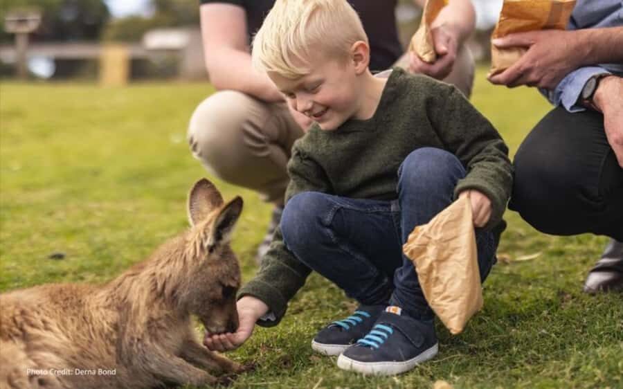 Bonorong & Richmond: Shore Excursion (Private Tour) - A 4-hour Hobart Shore Excursion That Doesn’t Waste Your Time