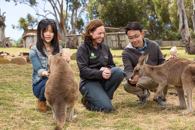 Bonorong Wildlife Park and Richmond Afternoon Tour from Hobart - Key points at a glance