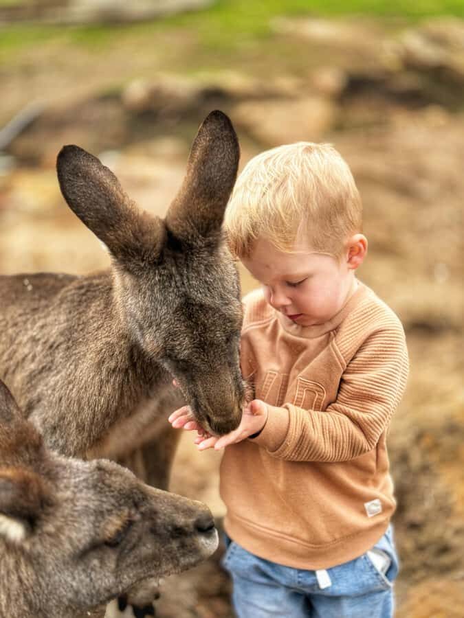 Bonorong Wildlife Sanctuary Half-Day Tour from Hobart - A Short Tour That Still Hits Two Big Reasons to Come to Tasmania