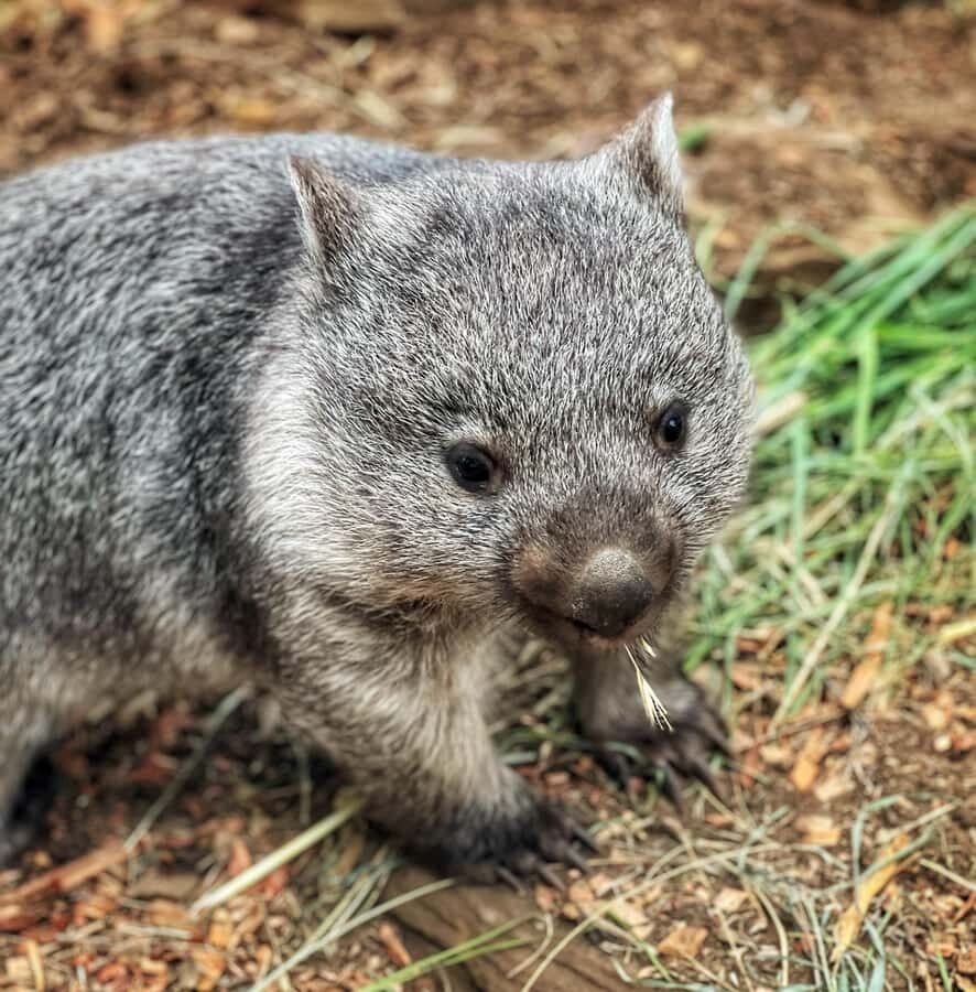 Bonorong Wildlife Sanctuary Half-Day Tour from Hobart - Bonorong Wildlife Sanctuary: Close Encounters Without the Big-Day Bottleneck