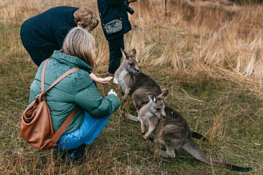 Bonorong Wildlife Sanctuary Half-Day Tour from Hobart - Photo and Encounter Tips That Make the Short Day Work