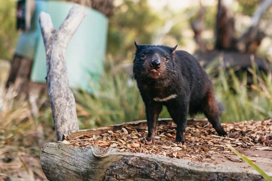 Bonorong Wildlife Sanctuary Half-Day Tour from Hobart - Who This Tour Fits Best (and Who Might Want Something Else)