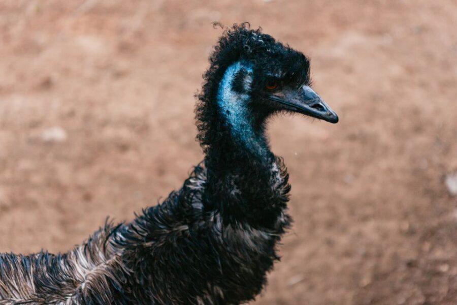Bonorong Wildlife Sanctuary Half-Day Tour from Hobart - Should You Book the Bonorong Half-Day from Hobart?