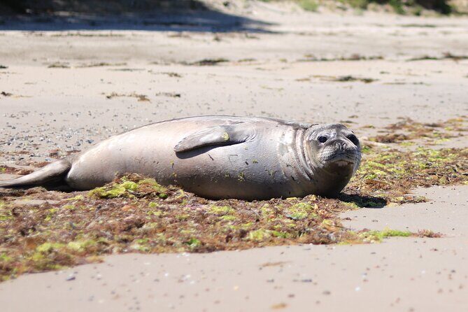 Bruny Island Small-Group Guided Tour From Hobart - Quick hits before you go