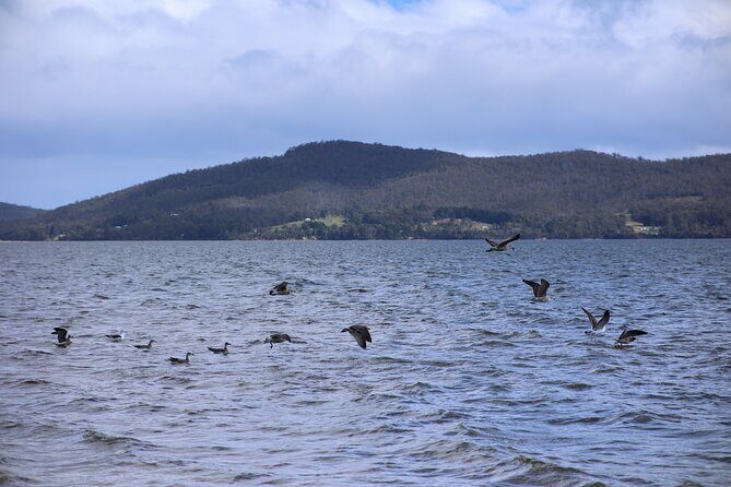 Bruny Island Small-Group Guided Tour From Hobart - South Bruny and Cloudy Bay: a walking track with breathing room