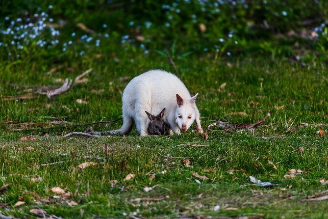 Bruny Island Traveller - Gourmet Tasting and Sightseeing Day Trip from Hobart - How the Day Feels: Pace, Walking, and Crowd Reality