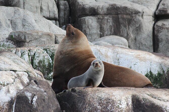 Cape Raoul Cruises Day Tour from Hobart - What to pack for a 10-hour Hobart day