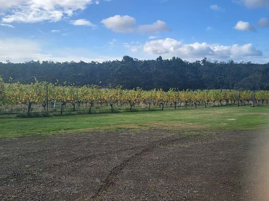 Cruise Ship - Wine Shore Excursion - Hobart - The first vineyard stop: a family-owned welcome to Tasmanian grapes