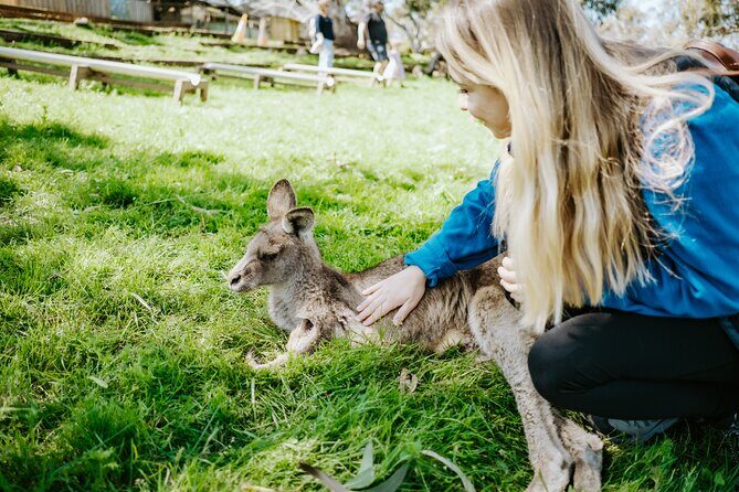 Day Tour in Mt. Field, Mt. Wellington, Bonorong Wildlife Sanctuary and Richmond - Key highlights at a glance