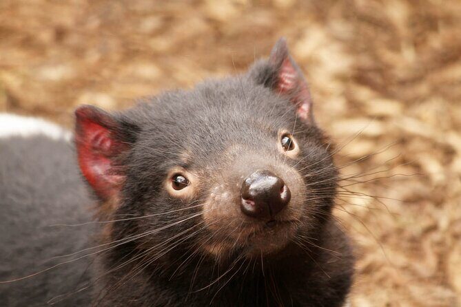 Day Tour in Mt. Field, Mt. Wellington, Bonorong Wildlife Sanctuary and Richmond - Stop 2: Bonorong Wildlife Sanctuary (Tassie devils and more)