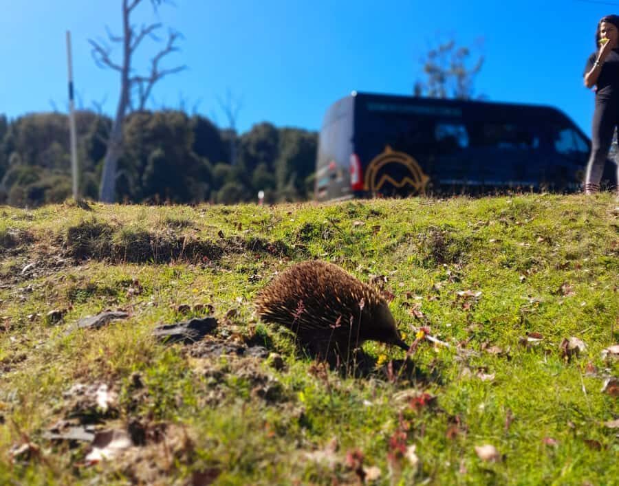 From Hobart: Active Day Trip to Cradle Mountain - The Hobart-to-Cradle Mountain road trip: why it works