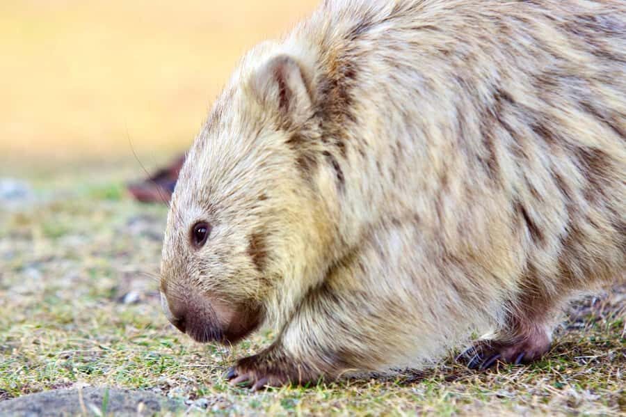 From Hobart: Day Tour to Maria Island with Bus Connection - Cruising East Coast and Maria Island: Bays, Caves, and Commentary
