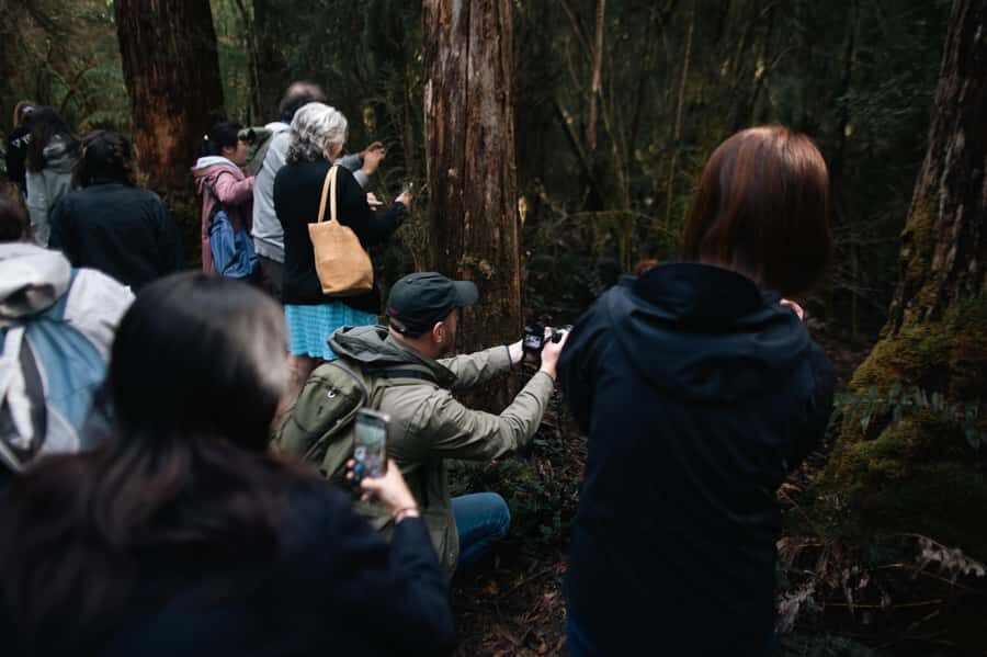 From Hobart: Full-Day Bruny Island Tour with Guide - Nature walks on Bruny: rainforest, beaches, lagoons, and smart pacing