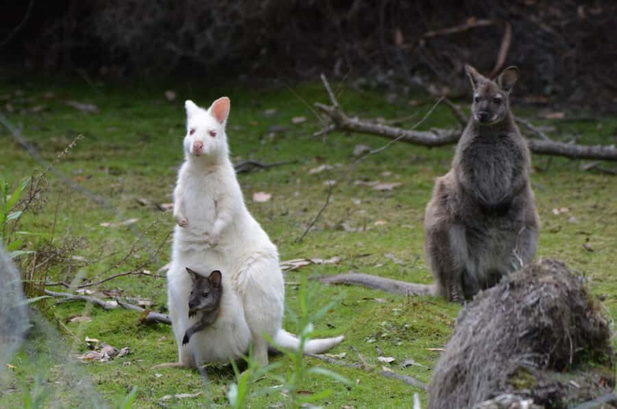 From Hobart: Full-Day Bruny Island Tour with Guide - Who this Bruny Island tour suits best