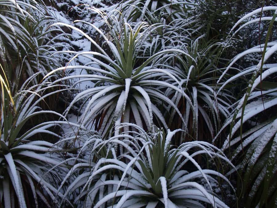 From Hobart: Mt. Field, Mt. Wellington and Wildlife Day Tour - What to Bring (So the Cold Doesn’t Beat You)