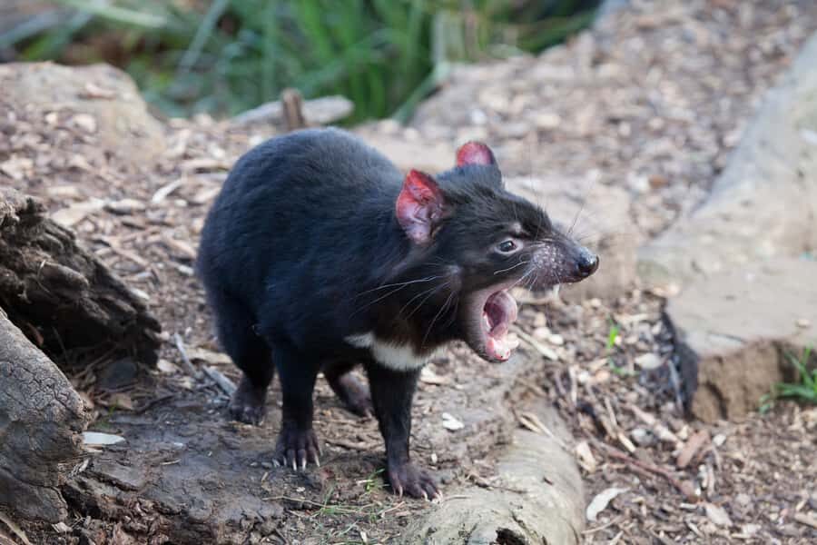 From Hobart: Mt. Field, Mt. Wellington and Wildlife Day Tour - Price and Value: Is $130 a Good Deal?