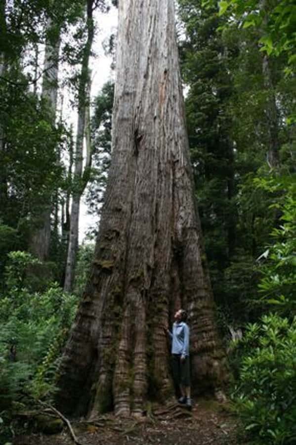 From Hobart: Mt. Field, Mt. Wellington and Wildlife Day Tour - Who This Tour Fits Best (And Who Should Think Twice)
