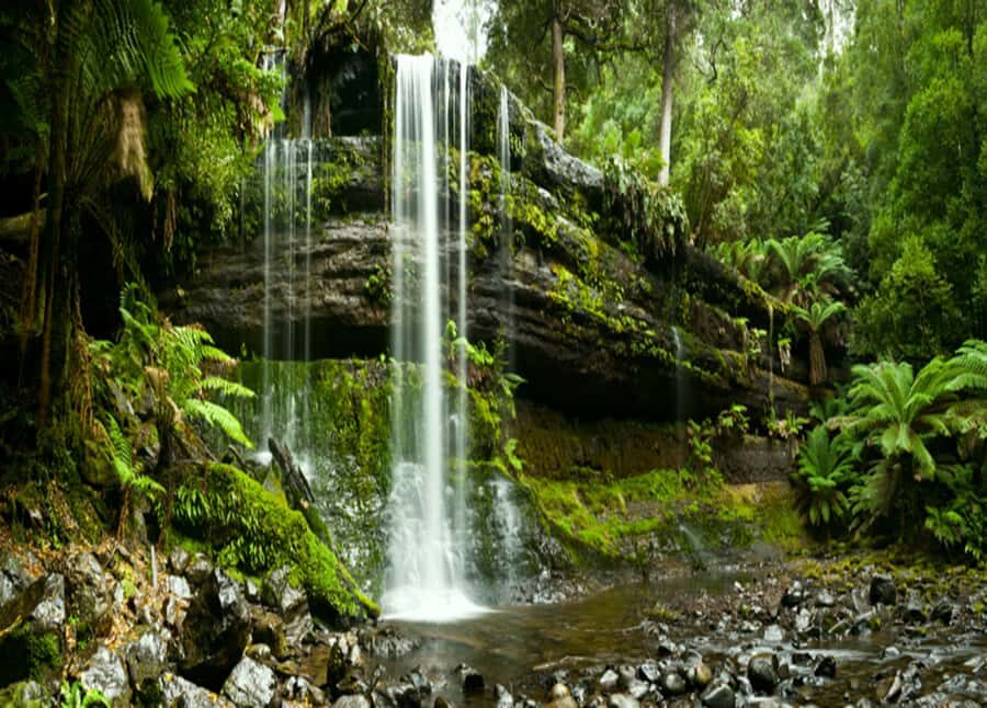 From Hobart: Mt. Field National Park and Russell Falls - Mt Field National Park: rainforest canopy and giant eucalyptus