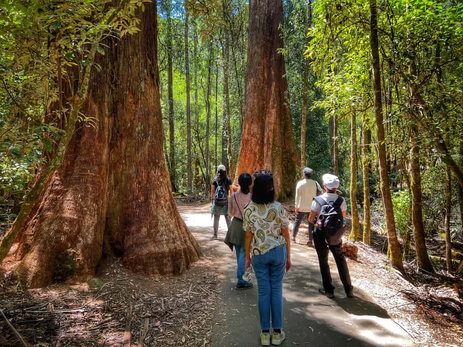 From Hobart: Mt. Field National Park and Russell Falls - Lunch on your own: plan for food and water