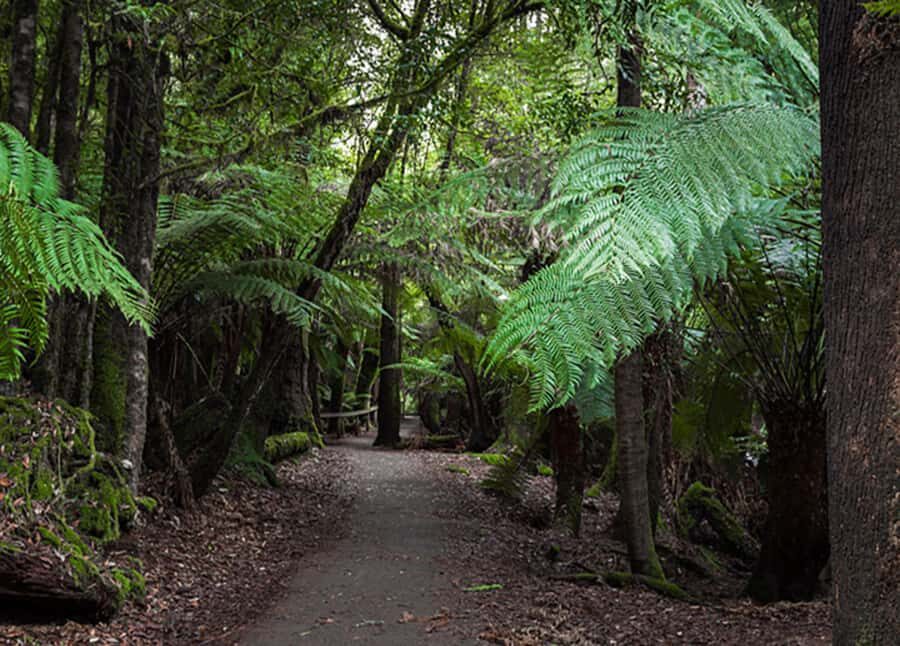 From Hobart: Mt. Field National Park and Russell Falls - Price and value: what you get for $127 per person