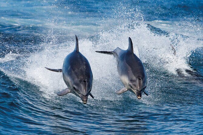 Full-Day Bruny Island Cruises Day Tour from Hobart - Key highlights to know before you go