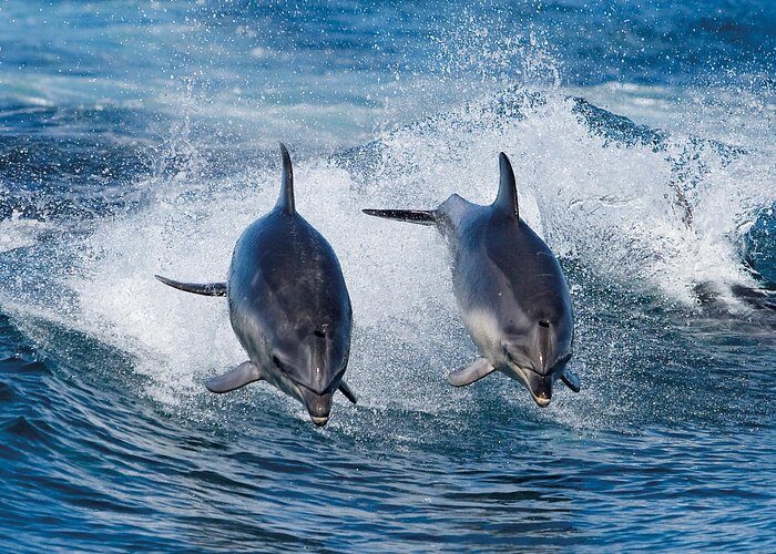Full-Day Bruny Island Cruises Day Tour from Hobart - Wildlife spotting and photos: how to improve your odds