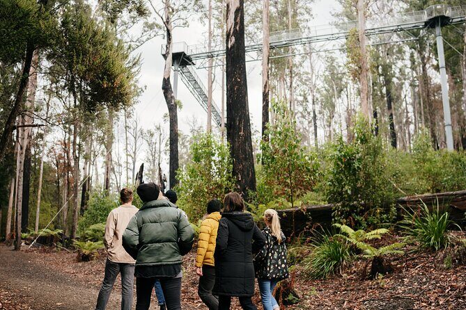 Hastings Caves, Tahune Airwalk and the Huon Tasting Trail - Key highlights at a glance