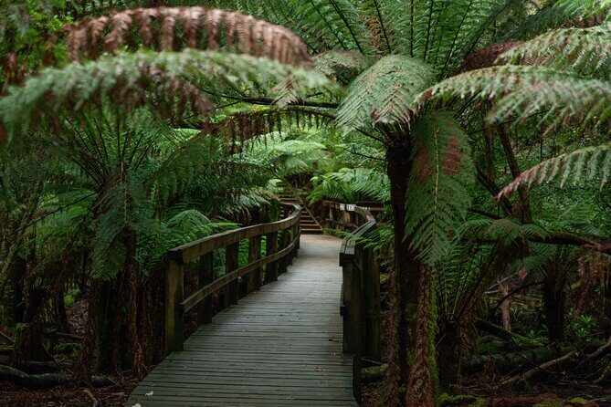 Hastings Caves, Tahune Airwalk and the Huon Tasting Trail - The Huon Tasting Trail finish: cider paddles and seasonal apple pie