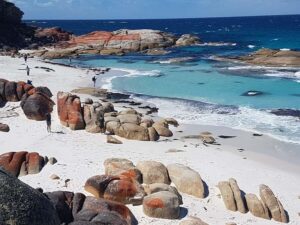 Hobart: 4 Day Wild Tasmania Tour - Wilderness accommodation that feels like you’re staying in the habitat