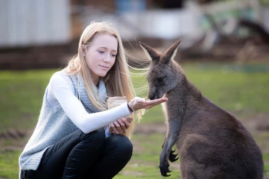 Hobart: Admission Ticket to Bonorong Wildlife Sanctuary - Key things to know before you go