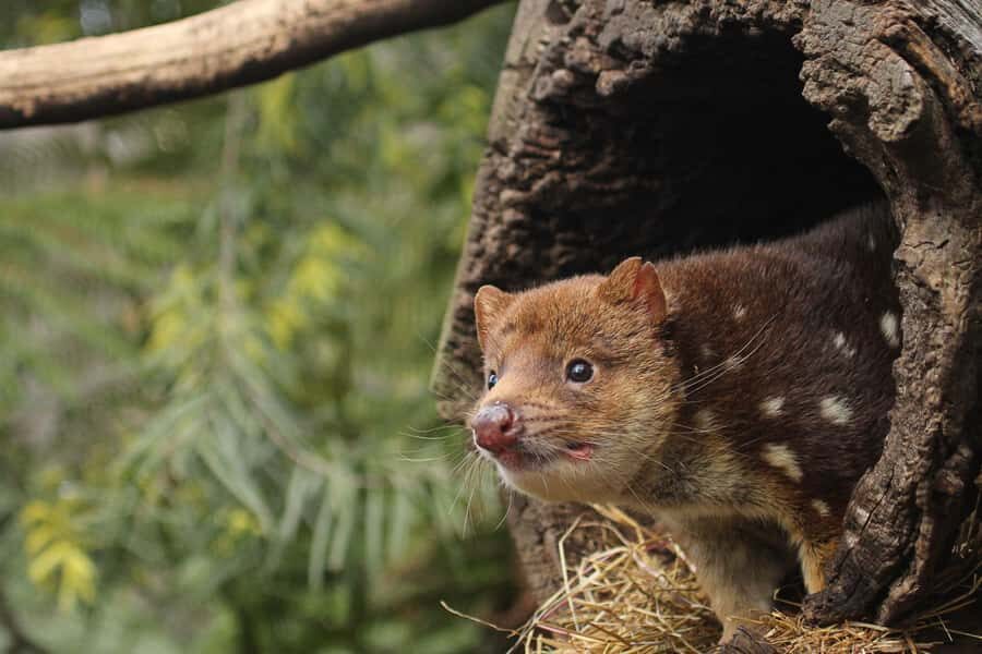 Hobart: Admission Ticket to Bonorong Wildlife Sanctuary - Why Bonorong Feels More Like Conservation Than a Zoo