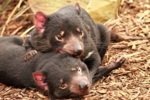 Hobart: Admission Ticket to Bonorong Wildlife Sanctuary - Your Guided Tour: What the Keepers Actually Teach