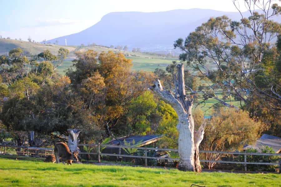 Hobart: Admission Ticket to Bonorong Wildlife Sanctuary - Kangaroo Feeding With Free-Roaming Roos (Yes, It’s Included)