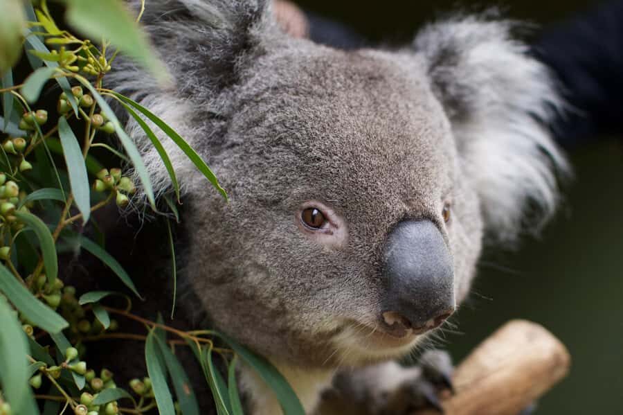 Hobart: Admission Ticket to Bonorong Wildlife Sanctuary - Animal Hospital Moments: Seeing Care in Action