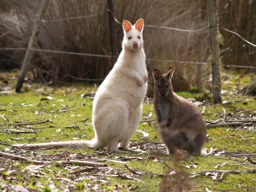 Hobart: Bruny Island Food, Sightseeing & Lighthouse Day Tour - Key Highlights Worth Your Time