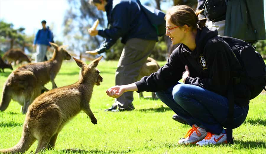 Hobart: Full-Day Bonorong Wildlife Sanctuary & Richmond Tour - Getting your bearings in Hobart on the 3-hour coach circuit
