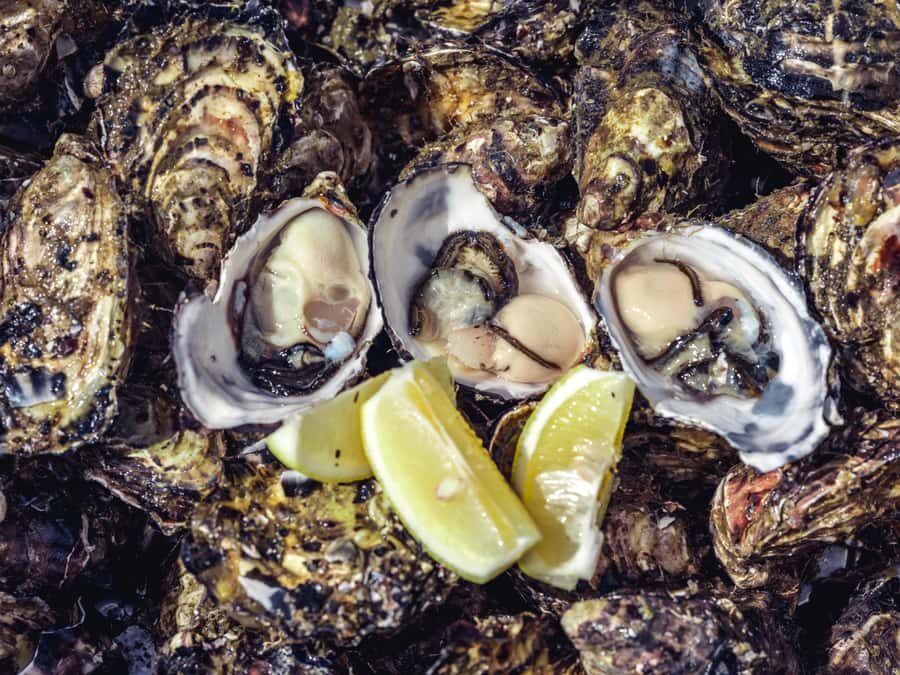Hobart: Full-Day Tasmania Gourmet Seafood Cruise - Bruny Island bays and the guide snorkel: fresh seafood with a story