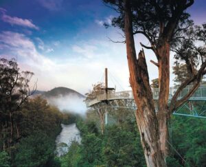 Hobart: Hastings Cave, Tahune Airwalk and Huon Tasting Trail - Tahune Airwalk: choose your adventure, from 50 metres up to the riverbank