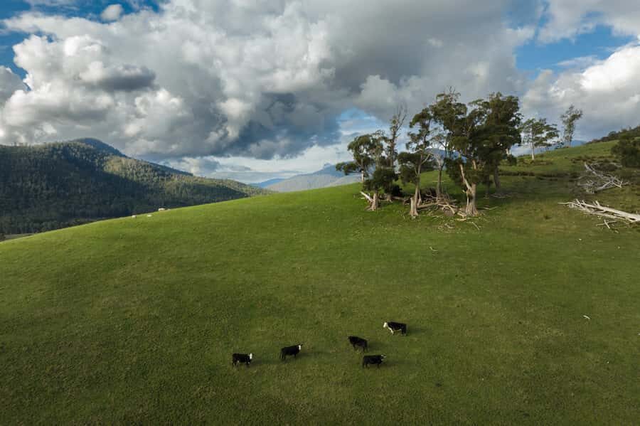 Hobart: Hastings Cave, Tahune Airwalk and Huon Tasting Trail - The Huon Valley tasting stop: apples, cider, and a no-stress finish