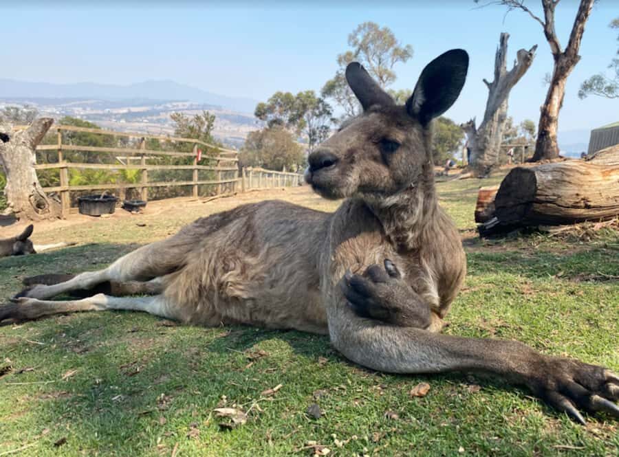 Hobart Highlights Day Tour - Who this tour fits best (and who might prefer something else)