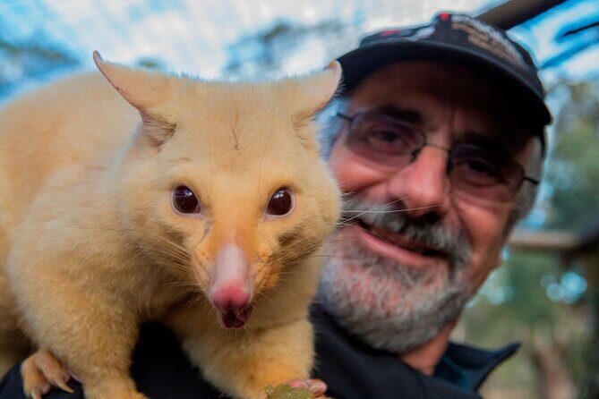 Hobart Highlights Day Tour - Bonorong Wildlife Sanctuary: optional, but hard to forget