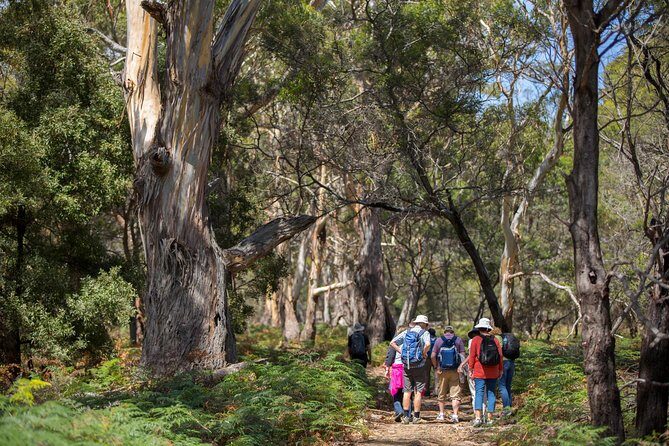 Hobart: Maria Island National Park - Nature & Wildlife Adventure - Fossil Cliffs: why the walking feels worth it