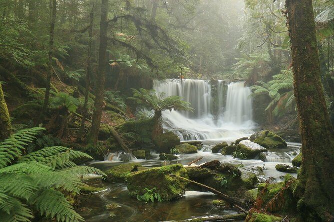 Hobart: Mt. Field, Mt Wellington & Wildlife - Active Day Tour - Price and logistics: is $132.69 good value?